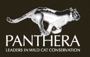 panthera
